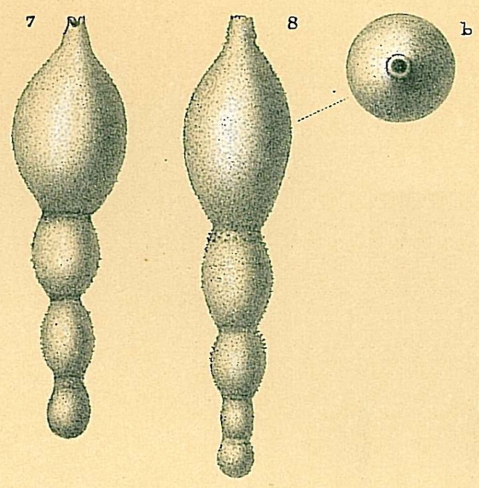 Stilostomella fistuca Stilostomella fistuca