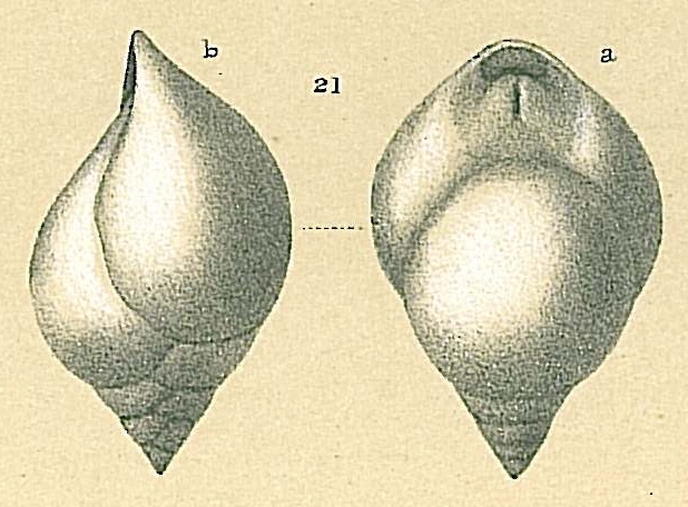 Pleurostomella recens Pleurostomella recens