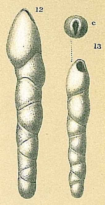 Pleurostomella obtusa Berthelin, 1880 [Pleurostomella sp.nov. sensu Jones, R.W. 1994]