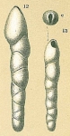 Pleurostomella sp.nov.