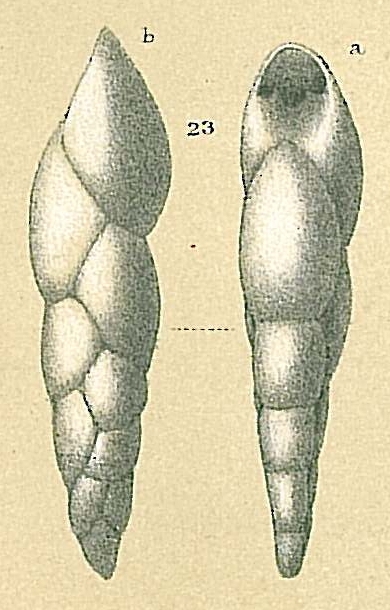 Pleurostomella alternans Schwager, 1866 [Pleurostomella sp.nov1. sensu Jones, R.W. 1994]