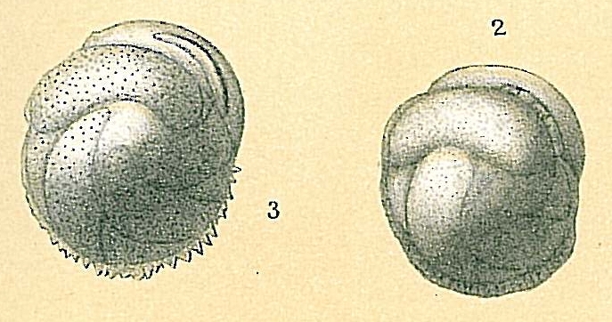 Cassidulina laevigata var. carinata Cassidulina laevigata var. carinata