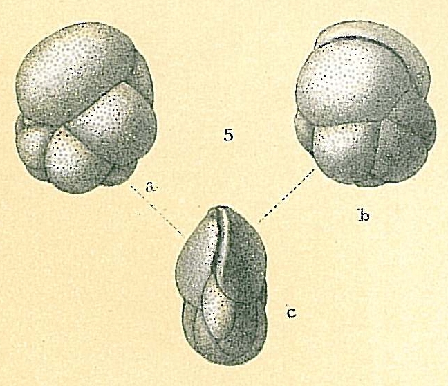 Cassidulina obtusa Cassidulina obtusa