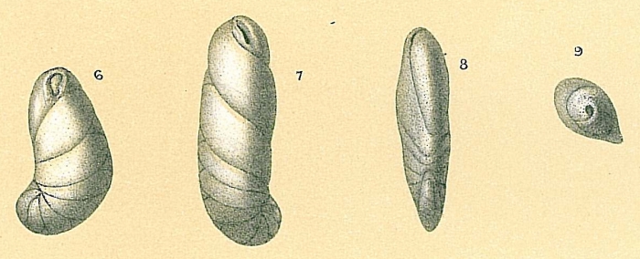 Cassidulinoides bradyi Cassidulinoides bradyi