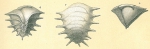 Ehrenbergina pacifica