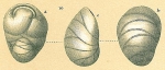 Ehrenbergina pupa
