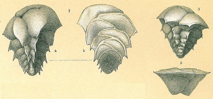Ehrenbergina trigona Ehrenbergina trigona