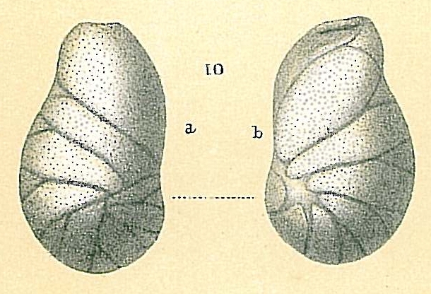 Evolvocassidulina orientalis Evolvocassidulina orientalis