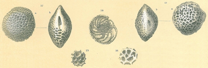 Favocassidulina favus Favocassidulina favus