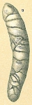 Orthoplecta clavata