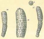 Millettia tessellata