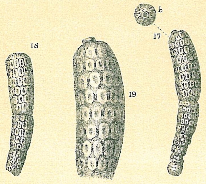 Millettia tessellata Millettia tessellata