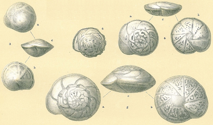 Hoeglundina elegans Hoeglundina elegans