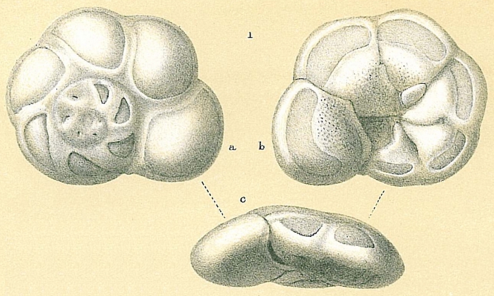 Mississippina concentrica Mississippina concentrica