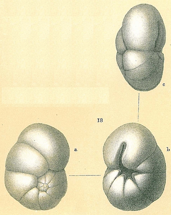 Ceratobulimina jonesiana Ceratobulimina jonesiana