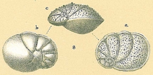 Ceratocancris scaber, author: Tomas Cedhagen