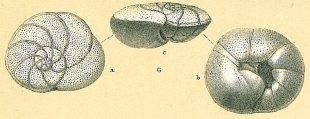Ceratocancris - possibly Cancris inflatus, author: Tomas Cedhagen
