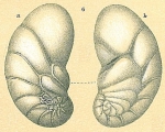 Geminospira bradyi