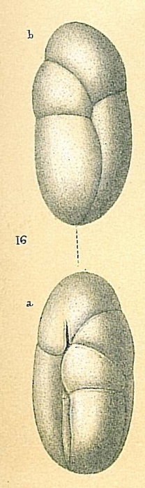 Robertina subcylindrica Robertina subcylindrica