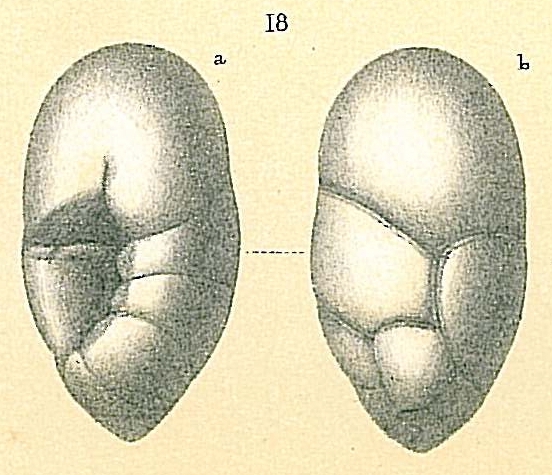 Robertinoides bradyi Robertinoides bradyi