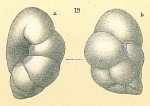 Robertinoides oceanicus