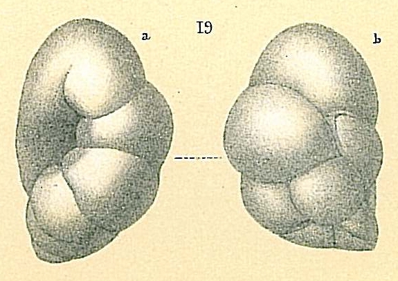 Robertinoides oceanicus Robertinoides oceanicus