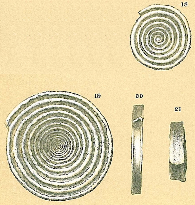 Spirillina limbata Spirillina limbata