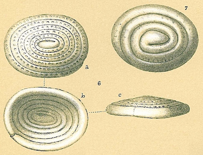 Spirillina obconica Spirillina obconica