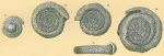 Spirillina tuberculata