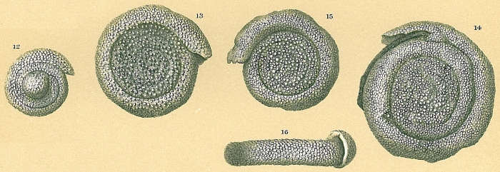 Spirillina tuberculata Spirillina tuberculata