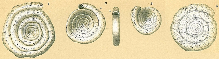 Spirillina vivipara Spirillina vivipara