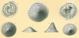 Patellina corrugata, author: Tomas Cedhagen