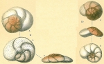 Discorbinella araucana