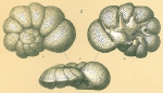 Lamellodiscorbis sp.nov1.