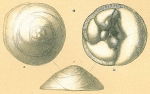 Neoconorbina marginata