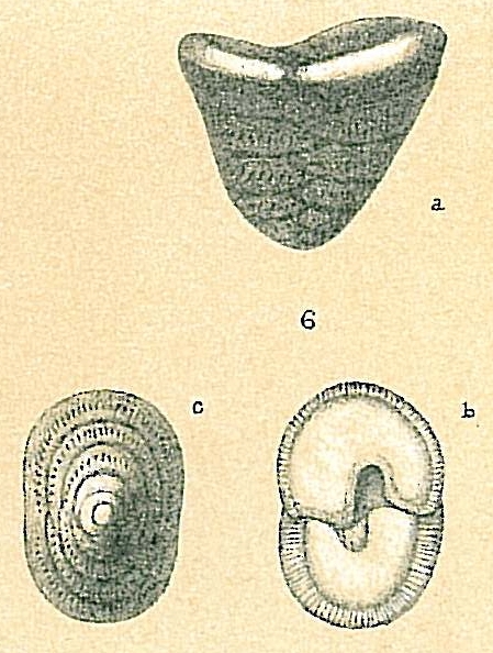 Patellinella inconspicua Patellinella inconspicua