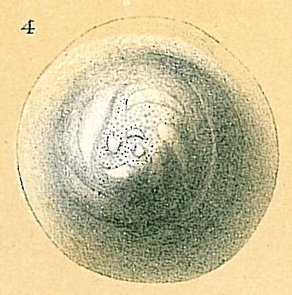 Planodiscorbis circularis Planodiscorbis circularis