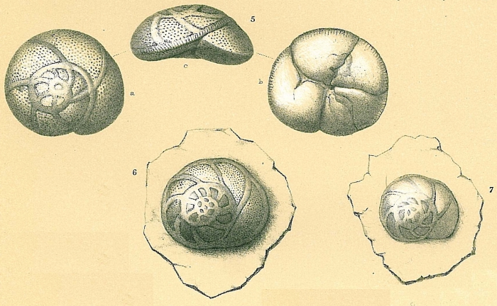 Rosalina australis Rosalina australis