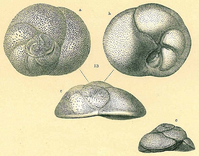 Rosalina globularis Rosalina globularis