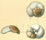 Rosalina vilardeboana