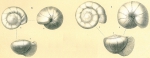 Foraminifera