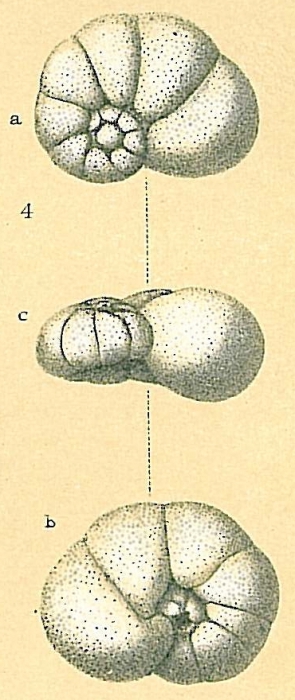 Valvulineria minuta Valvulineria minuta