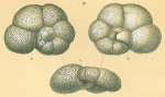 Valvulineria rugosa