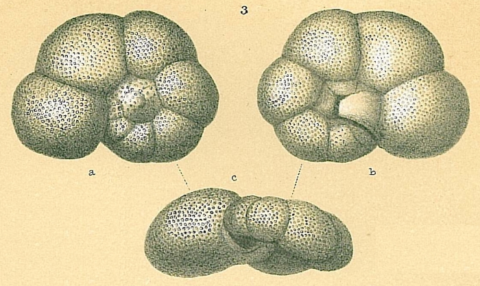 Valvulineria rugosa Valvulineria rugosa
