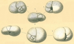 Baggina bradyi