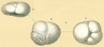 Baggina philippinensis