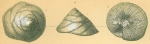 Glabratella patelliformis