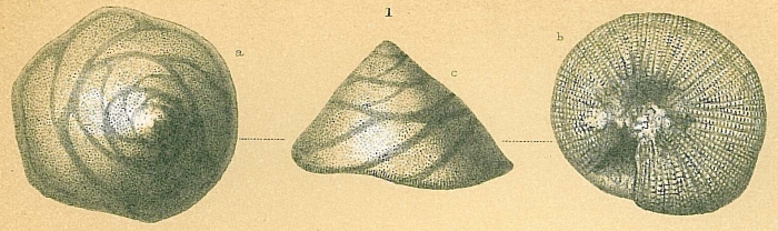 Glabratella patelliformis Glabratella patelliformis