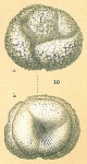 Glabratella pulvinata