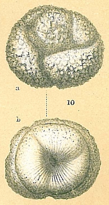 Glabratella pulvinata Glabratella pulvinata